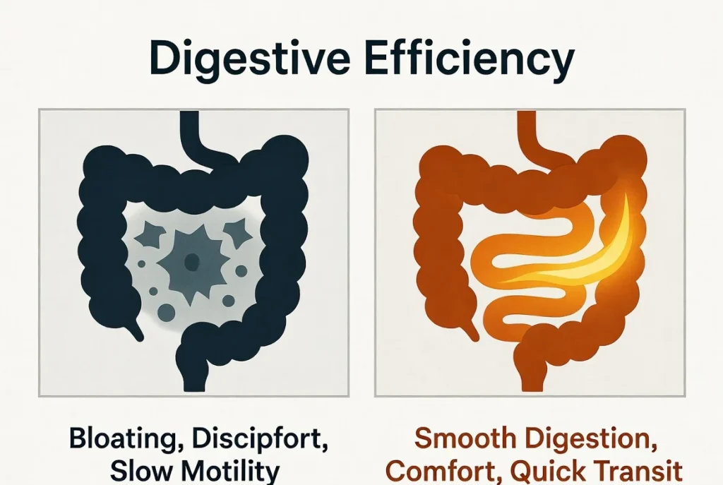 Digestive Health Benefits of Prime Biome gum